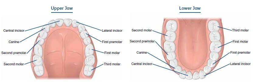 five-types-of-human-teeth-their-function-aci-nj